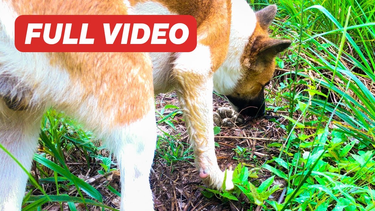 Mother Bird Fights a Dog After It Destroyed Her Egg (Full Video) – Lapwing Lays Eggs on Ground