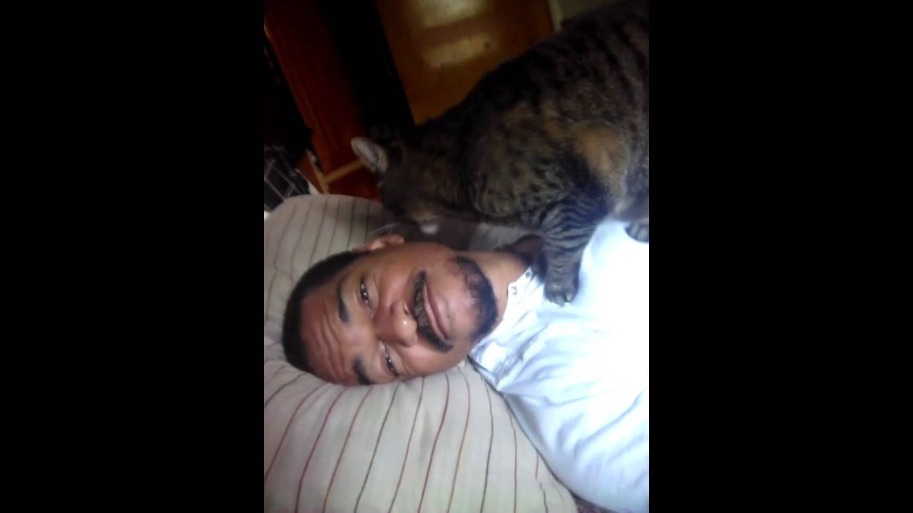 Cat grooming human
