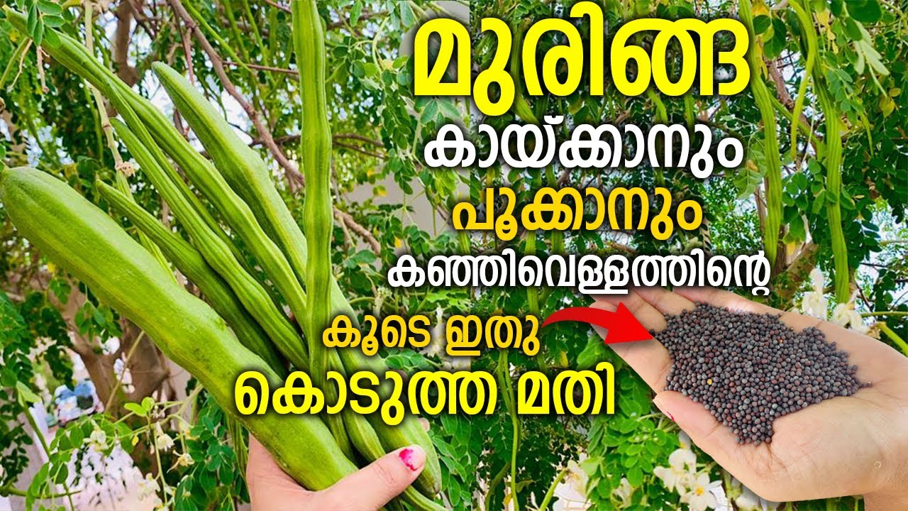 മുരിങ്ങ കുലകുത്തി കായ്ക്കാനും പൂക്കാനും ഇതുമാത്രം മതി |Muringa Krishi | Drumstick Cultivation Tips