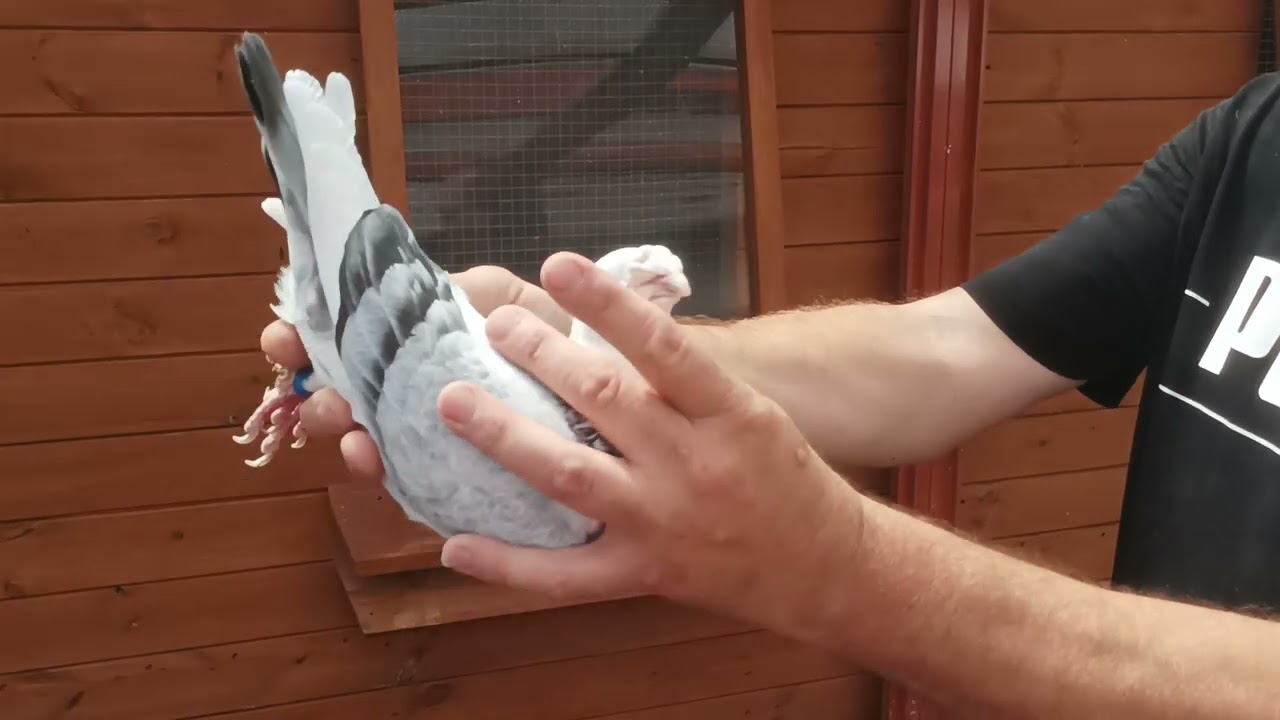 Mistrzowska Hodowla Gołębi Staropolskich 👍👍👍u kolegi Janusza