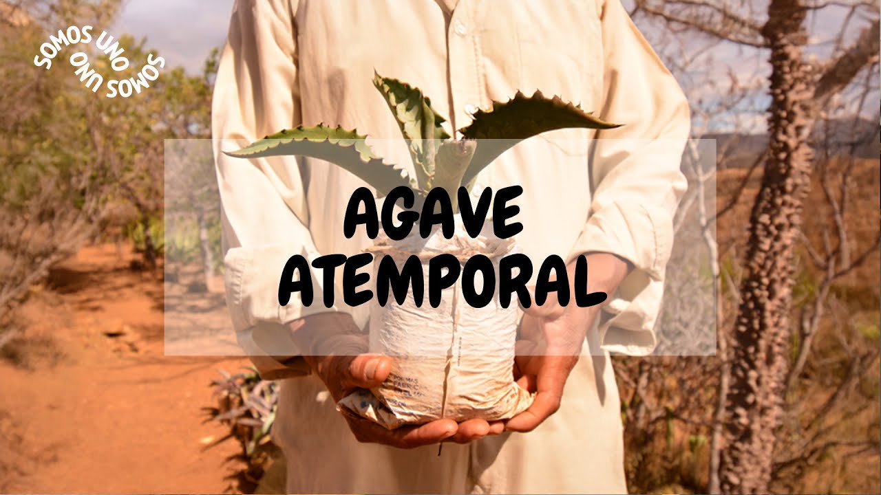 Agave Atemporal | Somos Uno