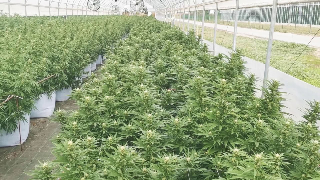 Recensione Dieseltonic CBD - MaryMoonlight