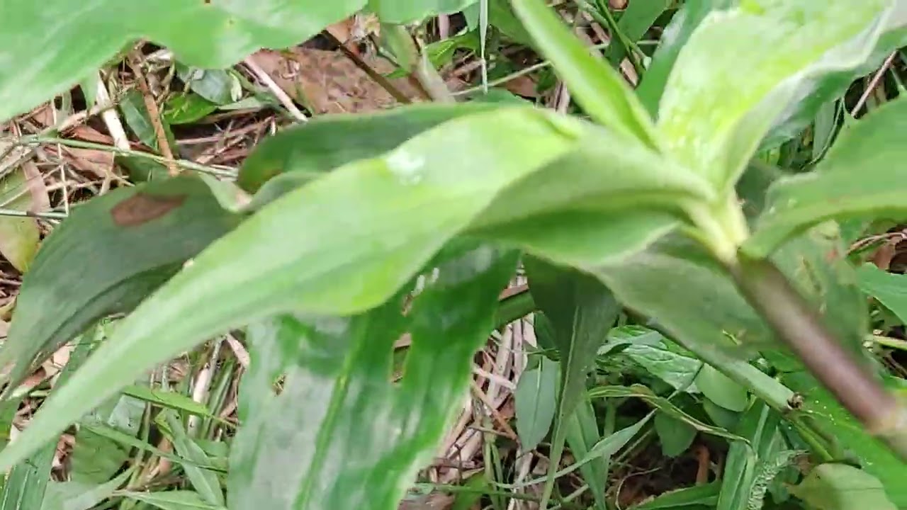 Tshuaj kho tuag ceg 
