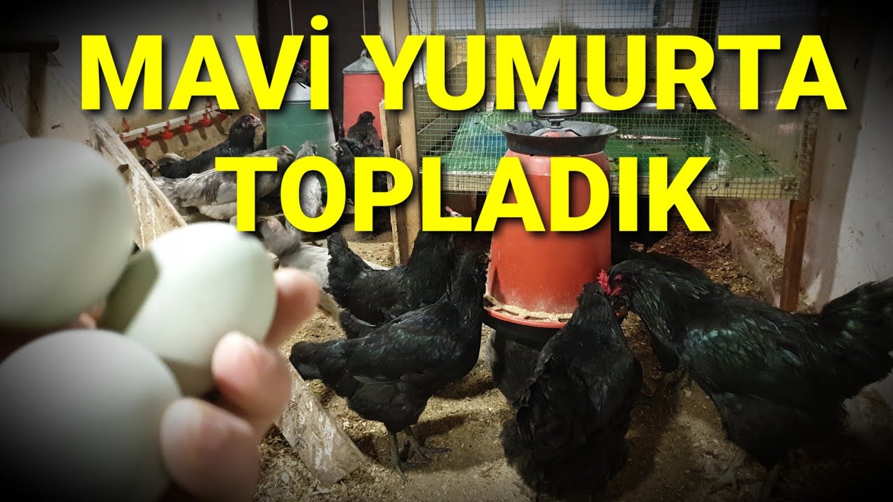 AMERAUCANA KÜMESİNDE DEĞİŞİKLİKLER VAR. MAVİ YUMURTLARI TOPLADIK #kümes #tavuk #maviyumurta #blueegg