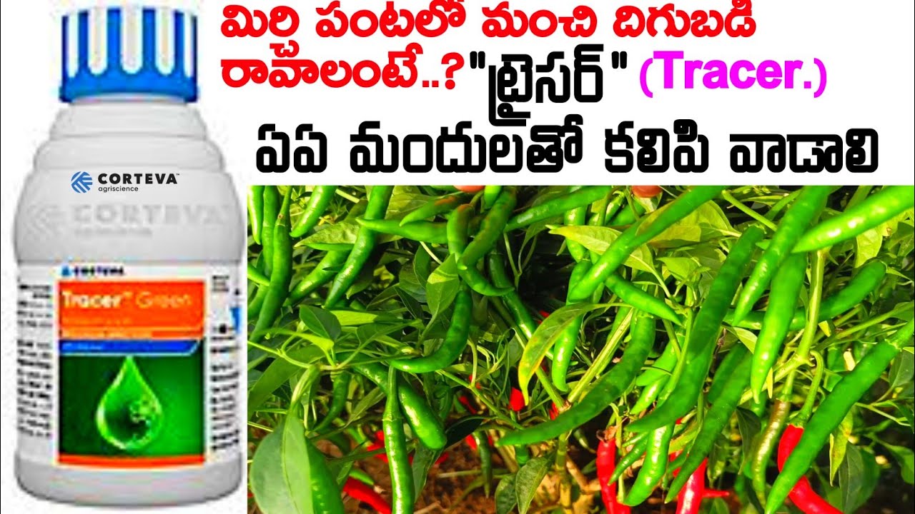 How to control chilli block thrips | chilli plant growth pesticides | chilli flowering pesticides
