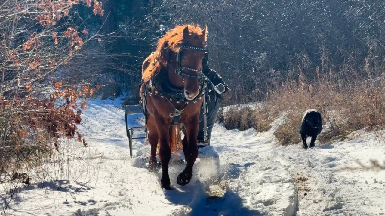 Destructive, Stir-Crazy & Bored Horse… Time for a Sleigh Ride!