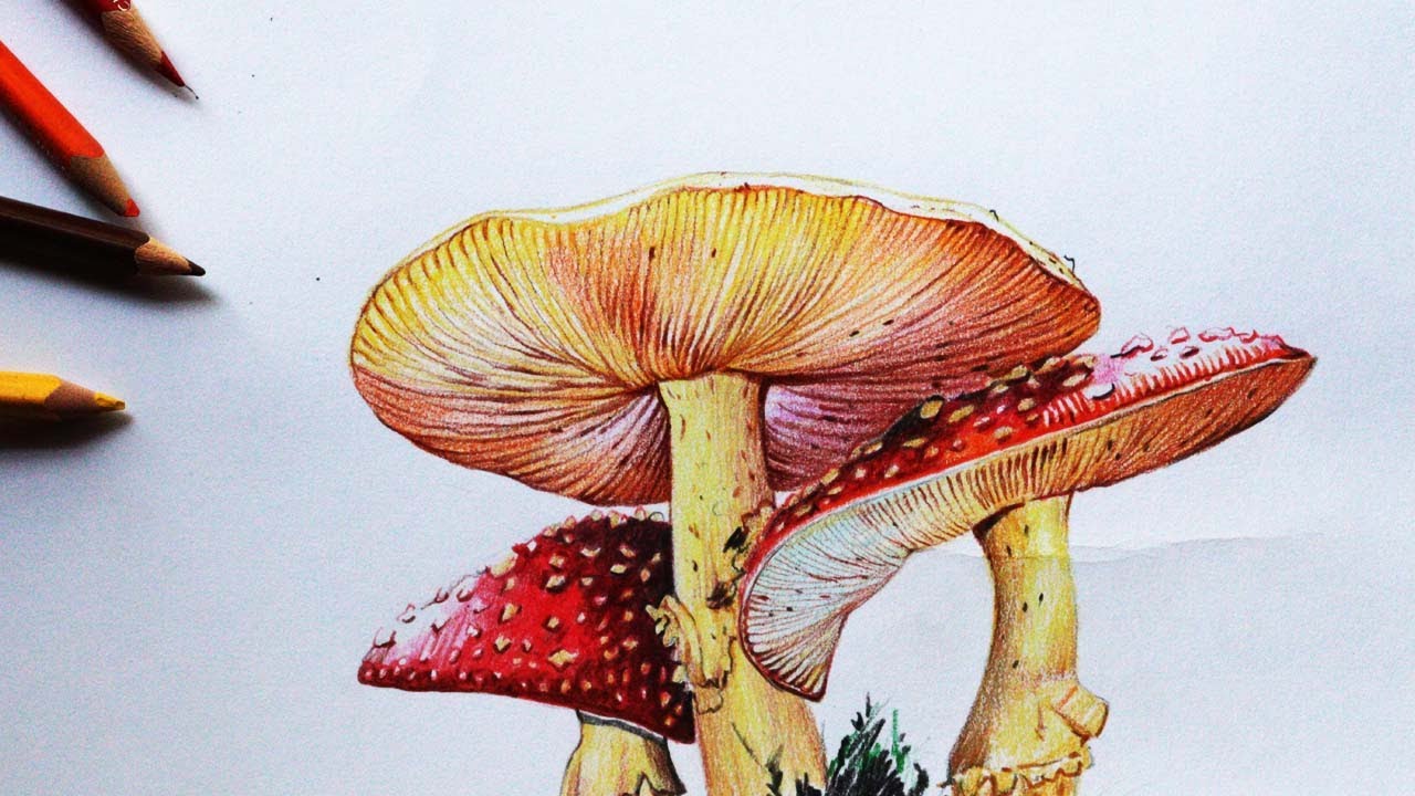 Mushroom Drawing in Color Pencils | How to Draw Mushroom | Fly agaric