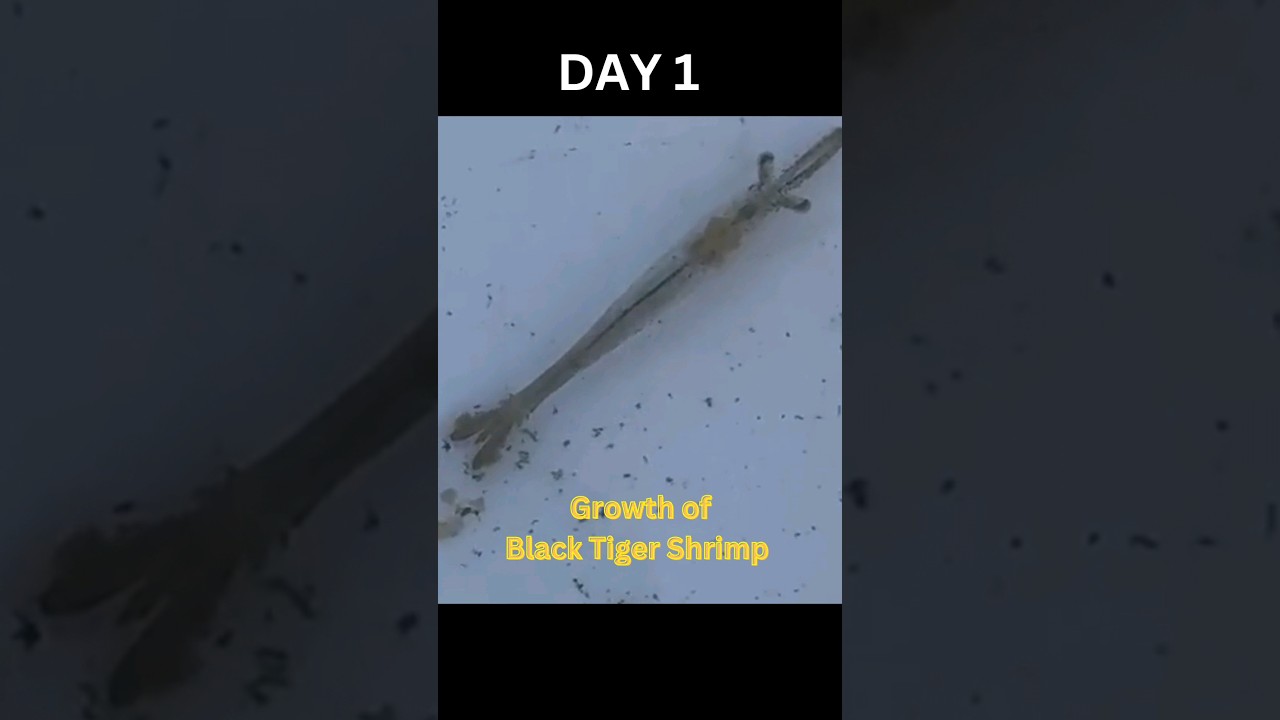 Black Tiger Shrimp Growth #aquaculture #tigershrimp #shrimpfarming #blacktiger