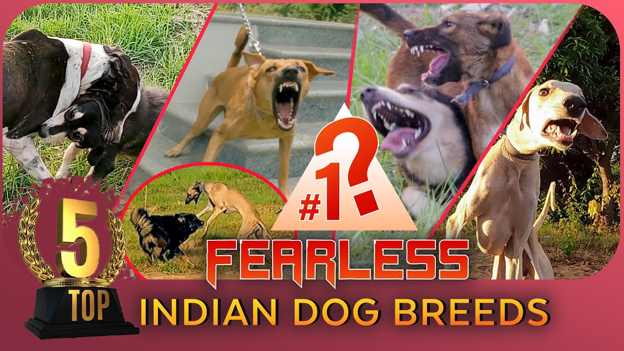 TOP FEARLESS DOGS IN INDIA | Alangu Dog farm
