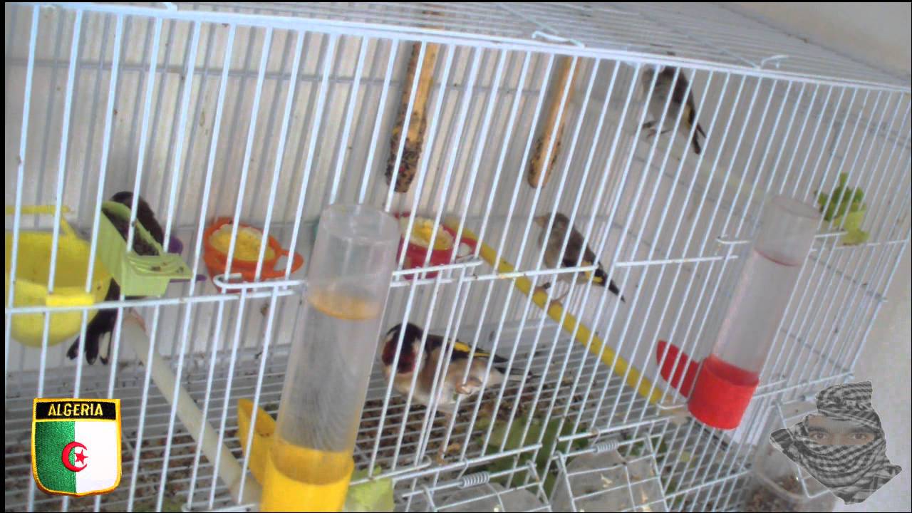 Couple de chardonneret  DZ  (28eme jours de naissance) حسون الجزائر الوسطى