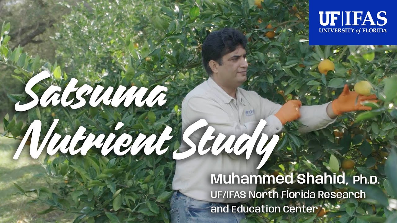 Growing Satsuma Citrus with Less Nutrients and Water