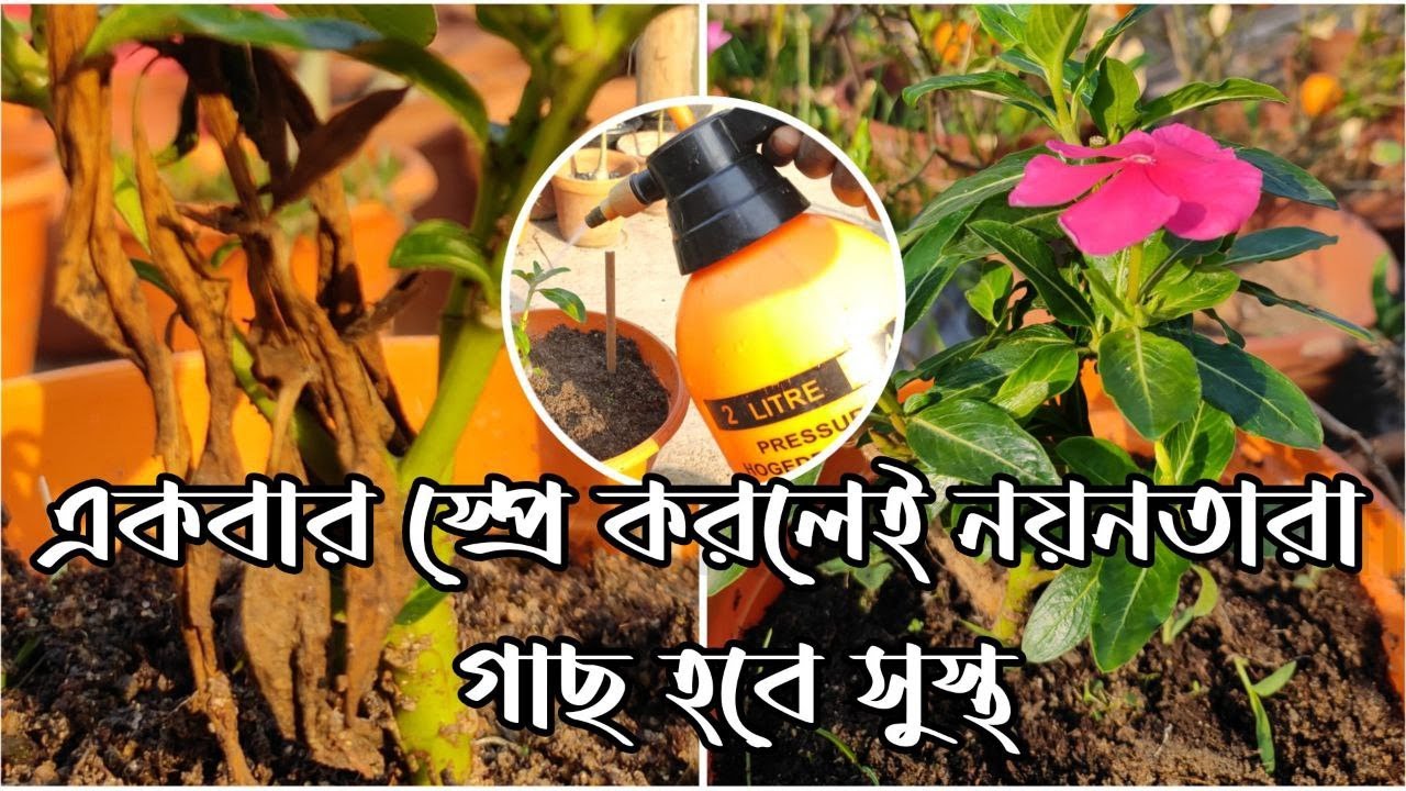 একবার মাত্র স্প্রে করুন নয়নতারা গাছের ফাঙ্গাসের সমস্যা দূর হবে এক সপ্তাহে || সম্পূর্ণ আপডেট ভিডিও ||