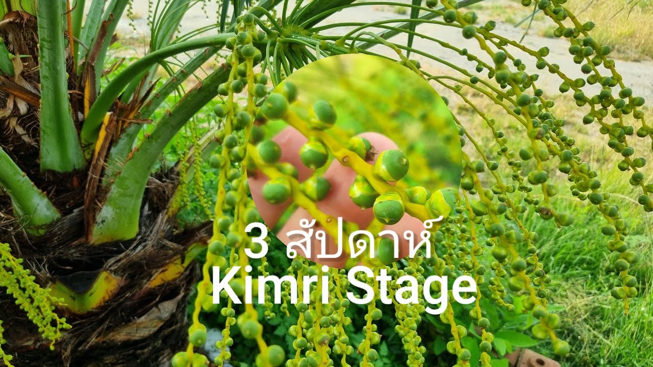 3สัปดาห์​ การพัฒนาผลอ่อนอินทผลัม​#gardening