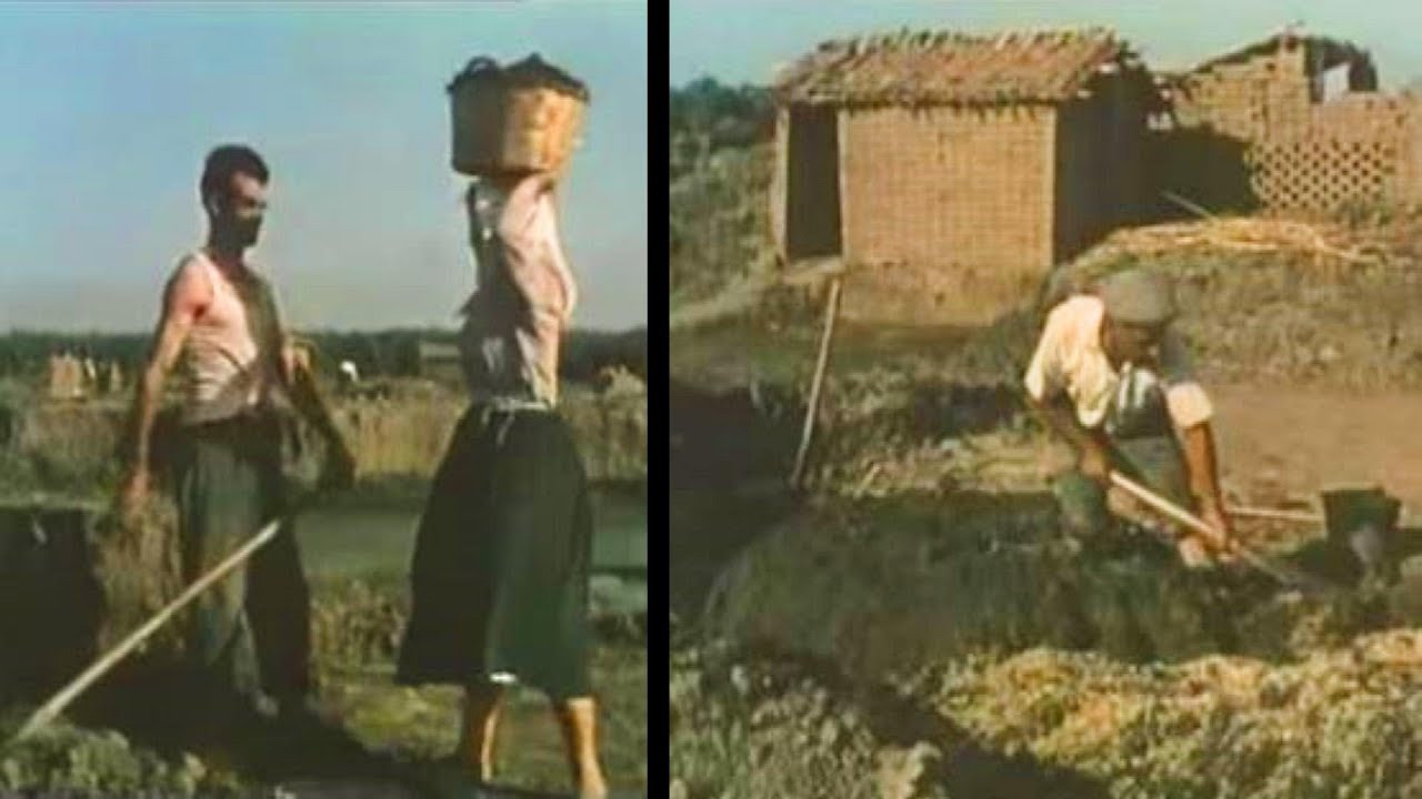Produzione di tegole e mattoni nel Campidano di Oristano 1951