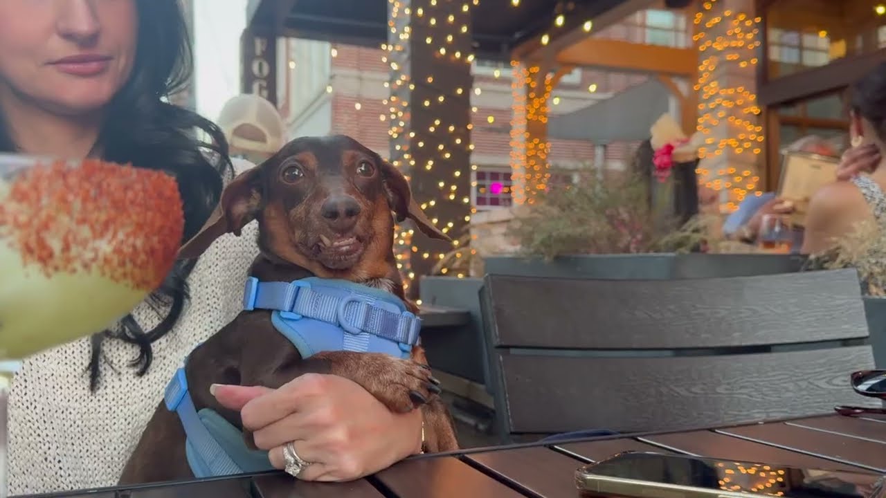Tesla FSD Drives Us to Date Night in Downtown Alpharetta | Free EV Charging Trick