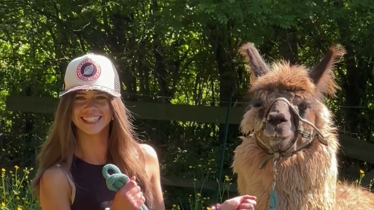 Sortie insolite, Balade en lamas