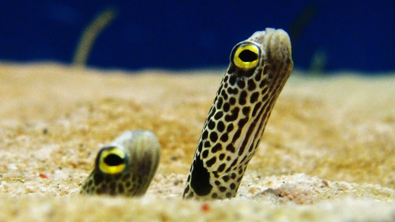 Heteroconger hassi (Spotted garden eel) ᴴᴰ