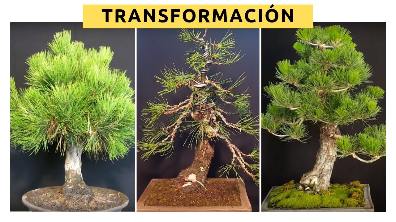 Transformación en 2 años - Bonsai Pino Thumbergi