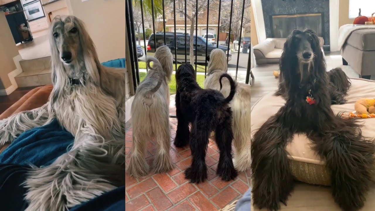 funny dogs compilation 😅😅🤣#113 (Afghan Hound 🇦🇫)!!!!!