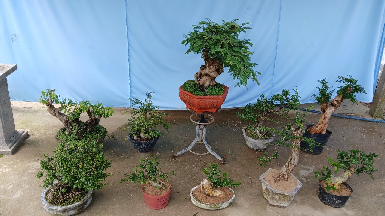 Trưa 3/3 #0346714857 gl me chua. Hải châu. Linh sam. Duối. Trà phúc kiến. Hồng quân...bao ship 🥰🥰🥰