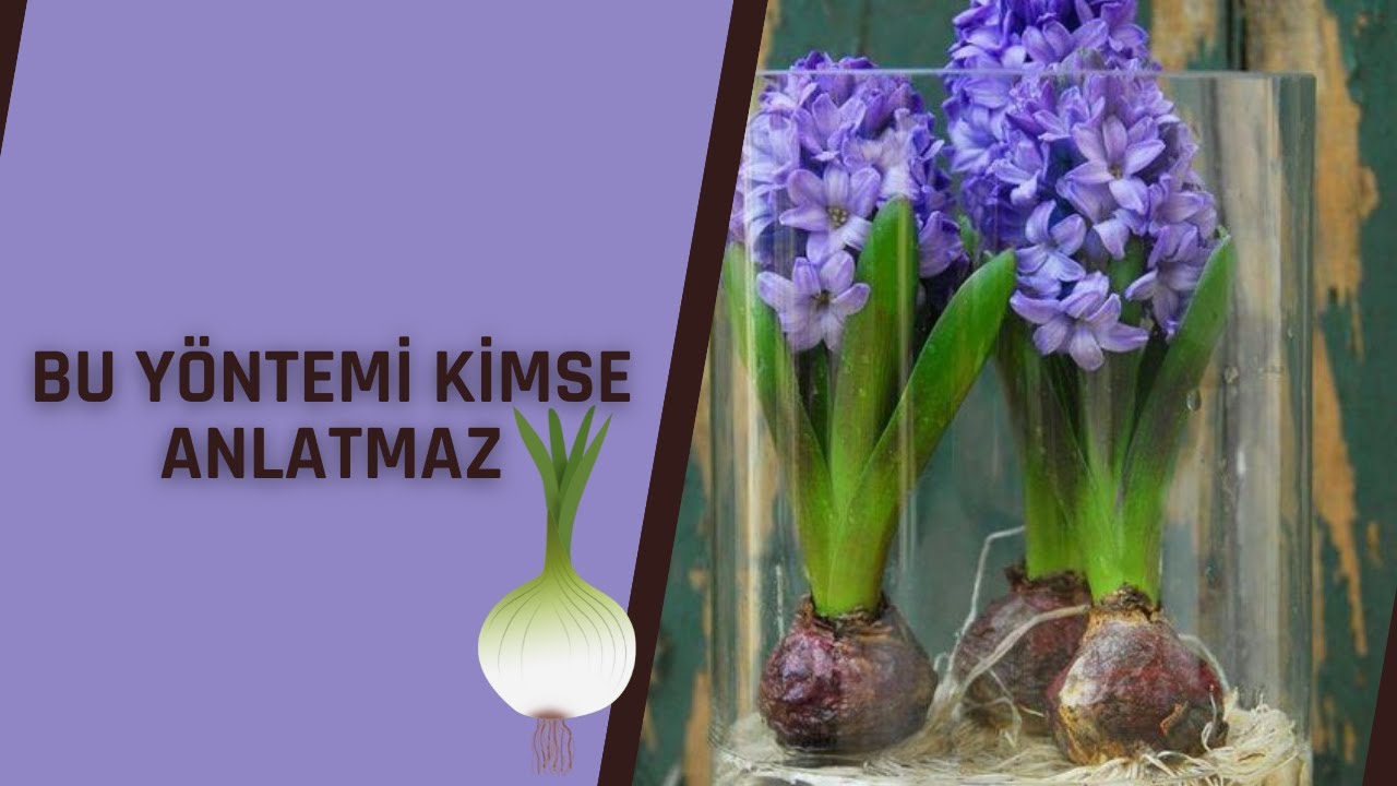 SOĞANLI BİTKİLERİNİZİ BÖYLE ÇOĞALTIN
