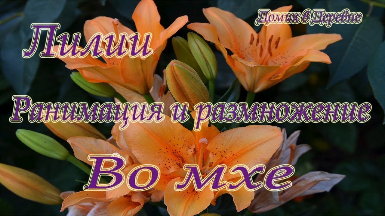 Лилии реанимация и проращивание во мхе!