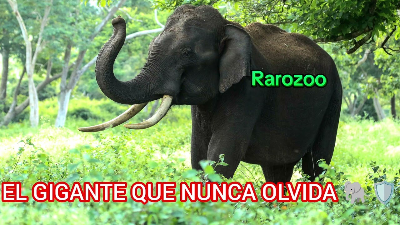 El Gigante Que Nunca Olvida 🧠❤️​#Rarozoo #Elefantes #InteligenciaAnimal #GigantesNobles #VidaSalvaje