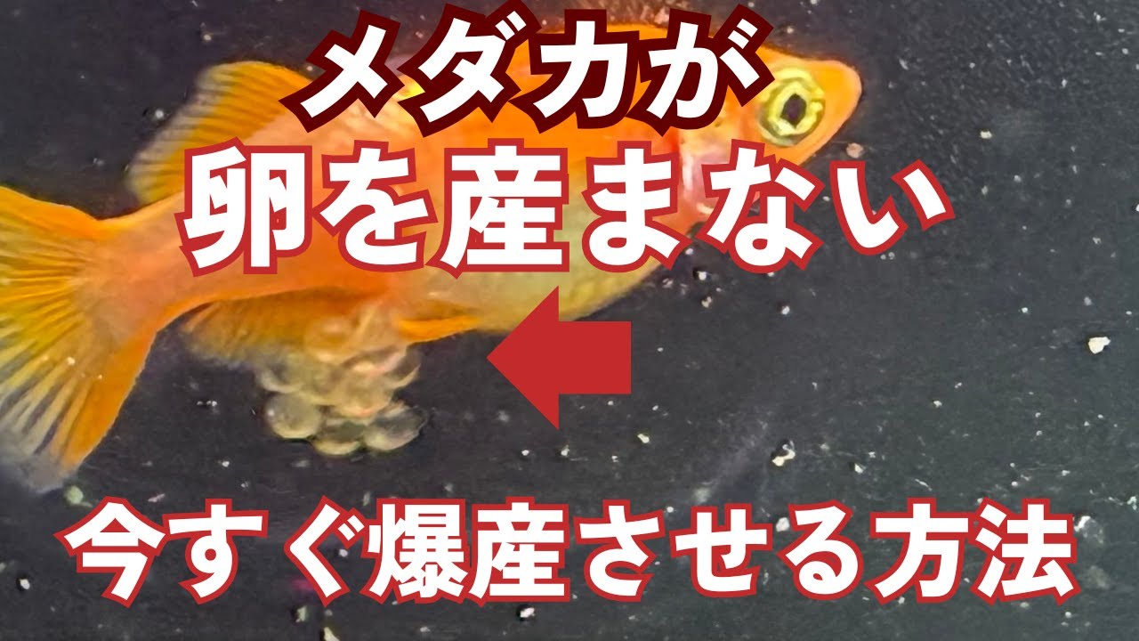 メダカが卵を産まない時、一瞬で爆産させる裏技とは？産卵を誘発するマル秘テクを紹介！