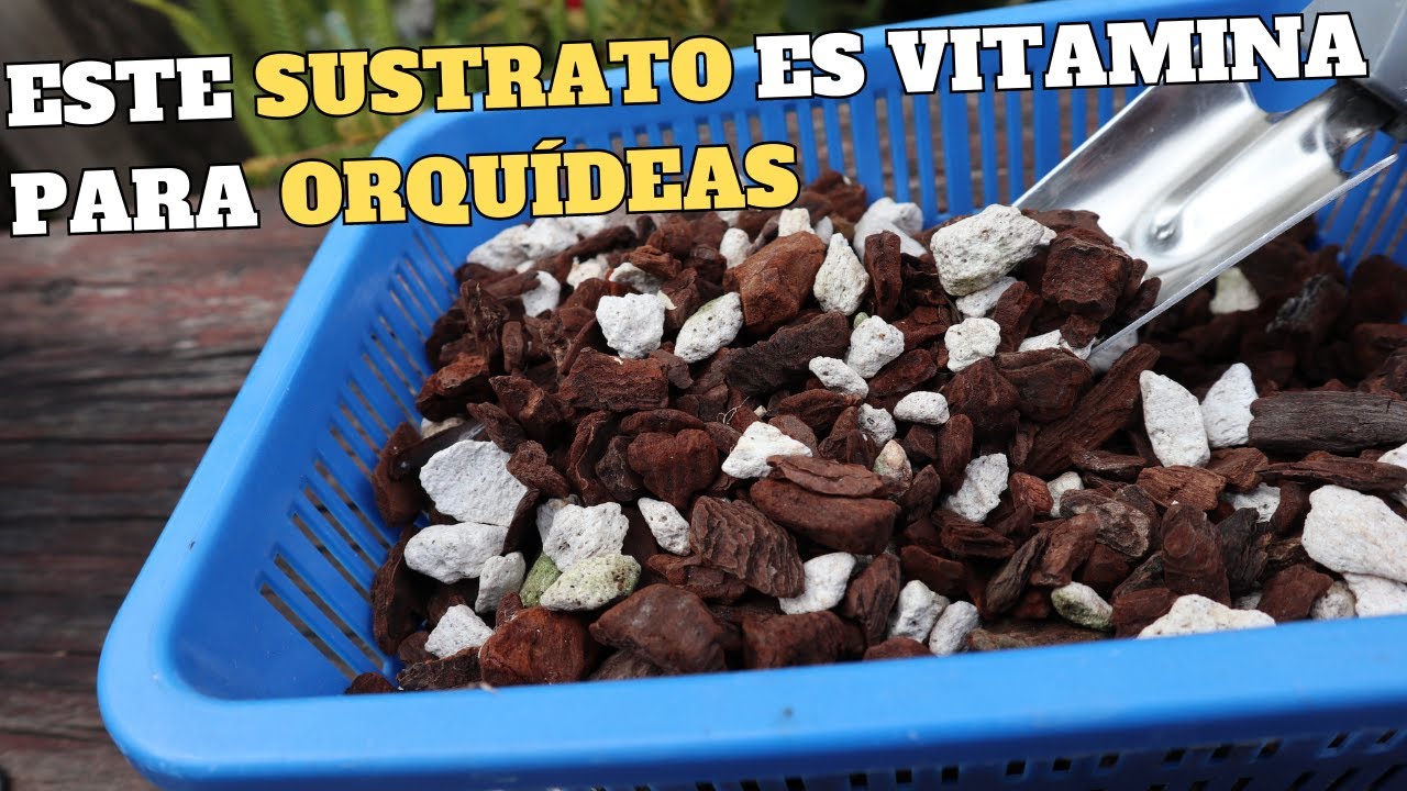 Este Sustrato Es VITAMINA Para Orquídeas