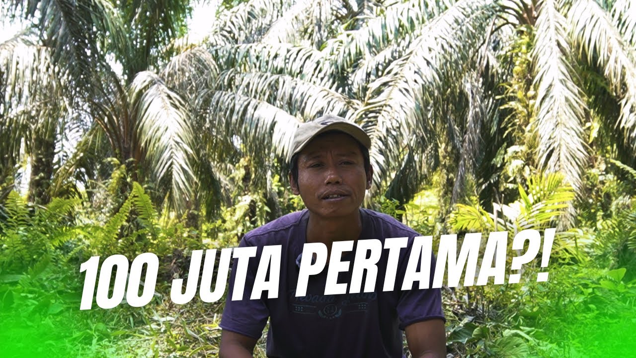 Dapat 100 Juta dari Kebun Sawit: Realita, Risiko, dan Pelajaran Pentingnya