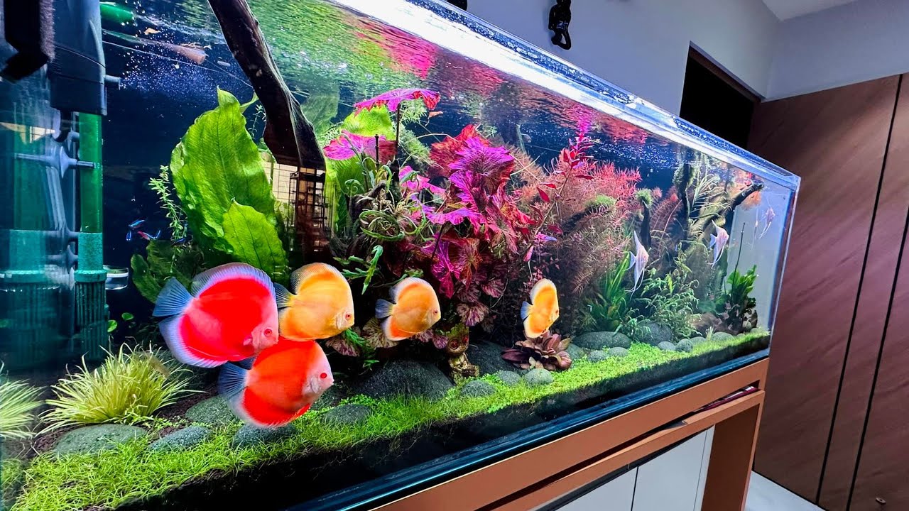 5000L Planted Discus Aquarium - Best Discus Fish Tank at Home