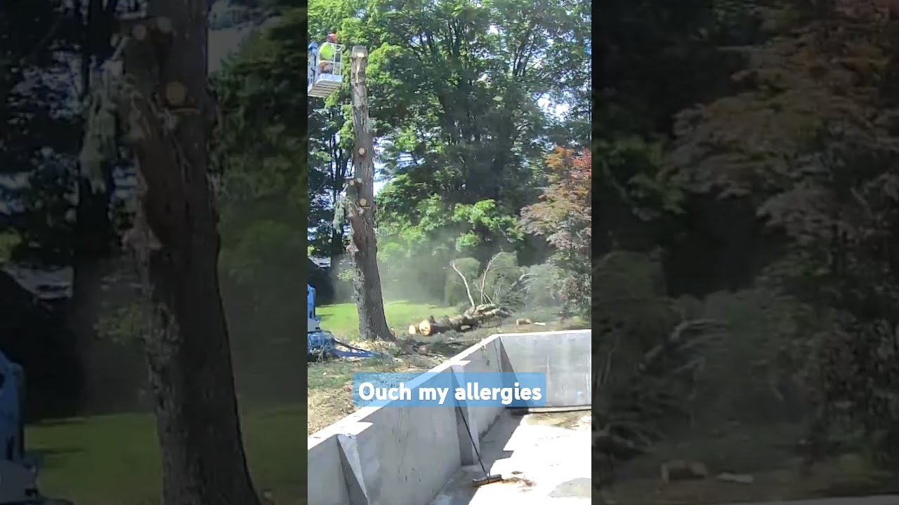 Tree Pollen #pollen