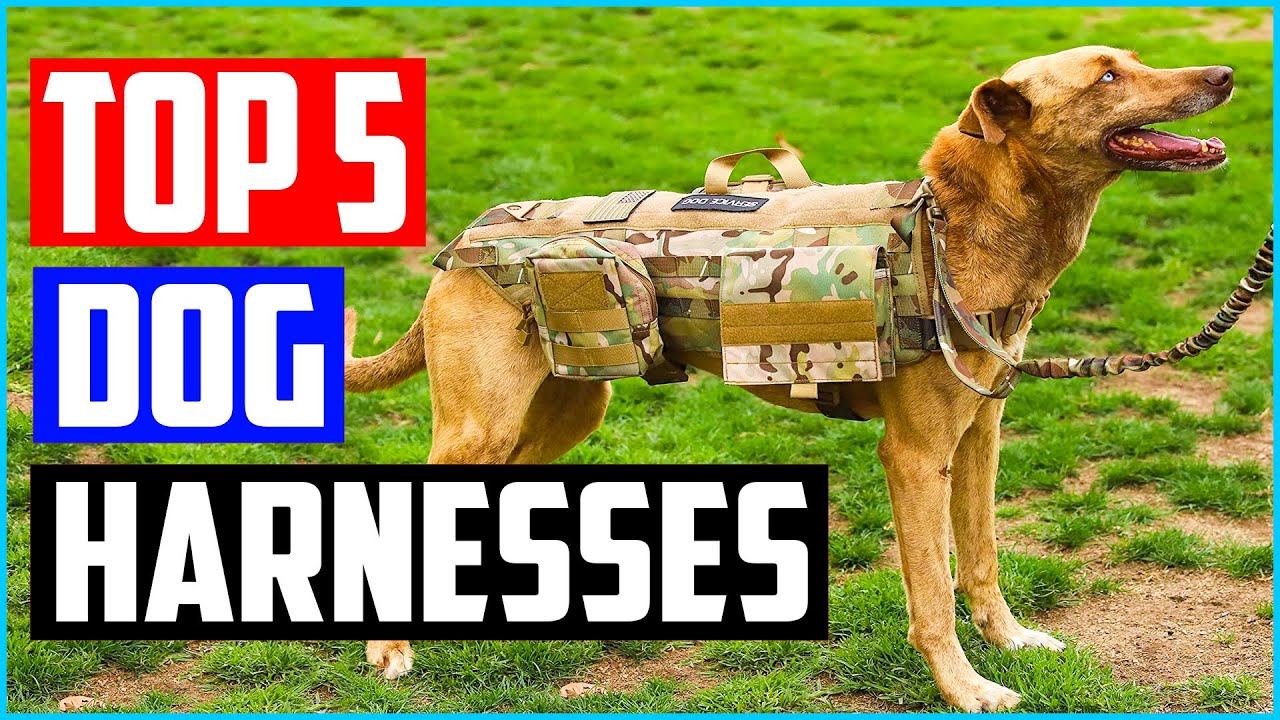 Top 5 Best Tactical Dog Harnesses in 2022 Reviews