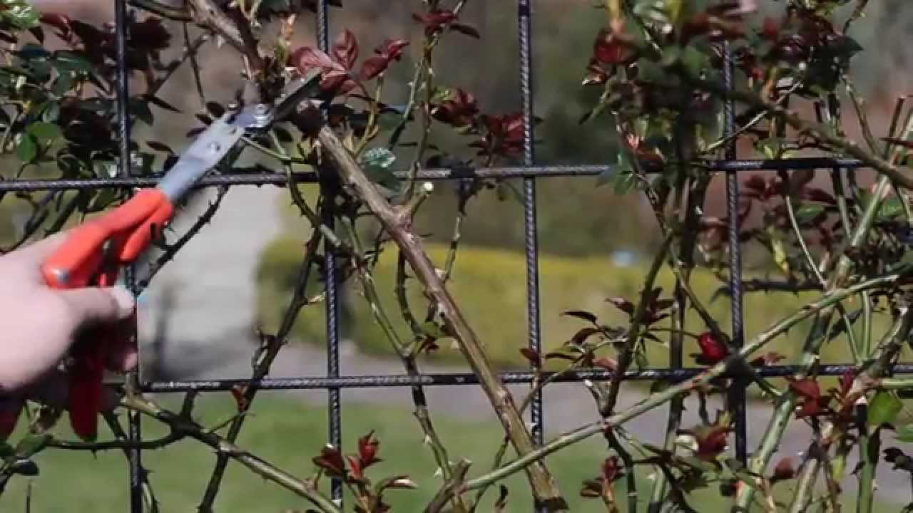 Rozenkwekerij De Wilde