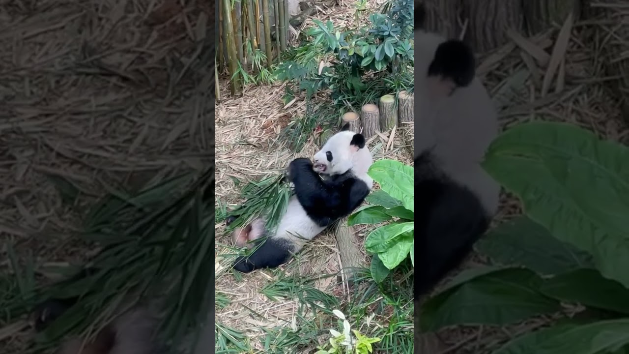 Panda Kai Kai munching bamboo @ Mandai Zoo SG 
