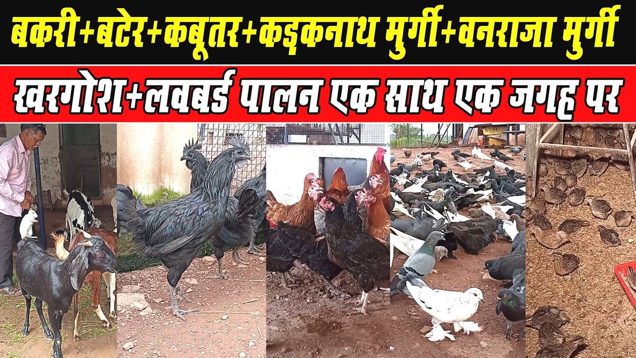 Bakri Palan+kabuttar+Kadaknath Murgi+Vanraja Murgi+Bater+Rabbit Farming एक साथ।‌Goat Farming+Pigeon