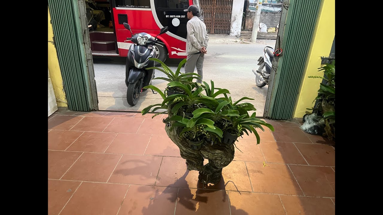 NHẠN THÁNG 8 HƯỜNG HÀ NAM 0399930009 || PHONG LAN RỪNG