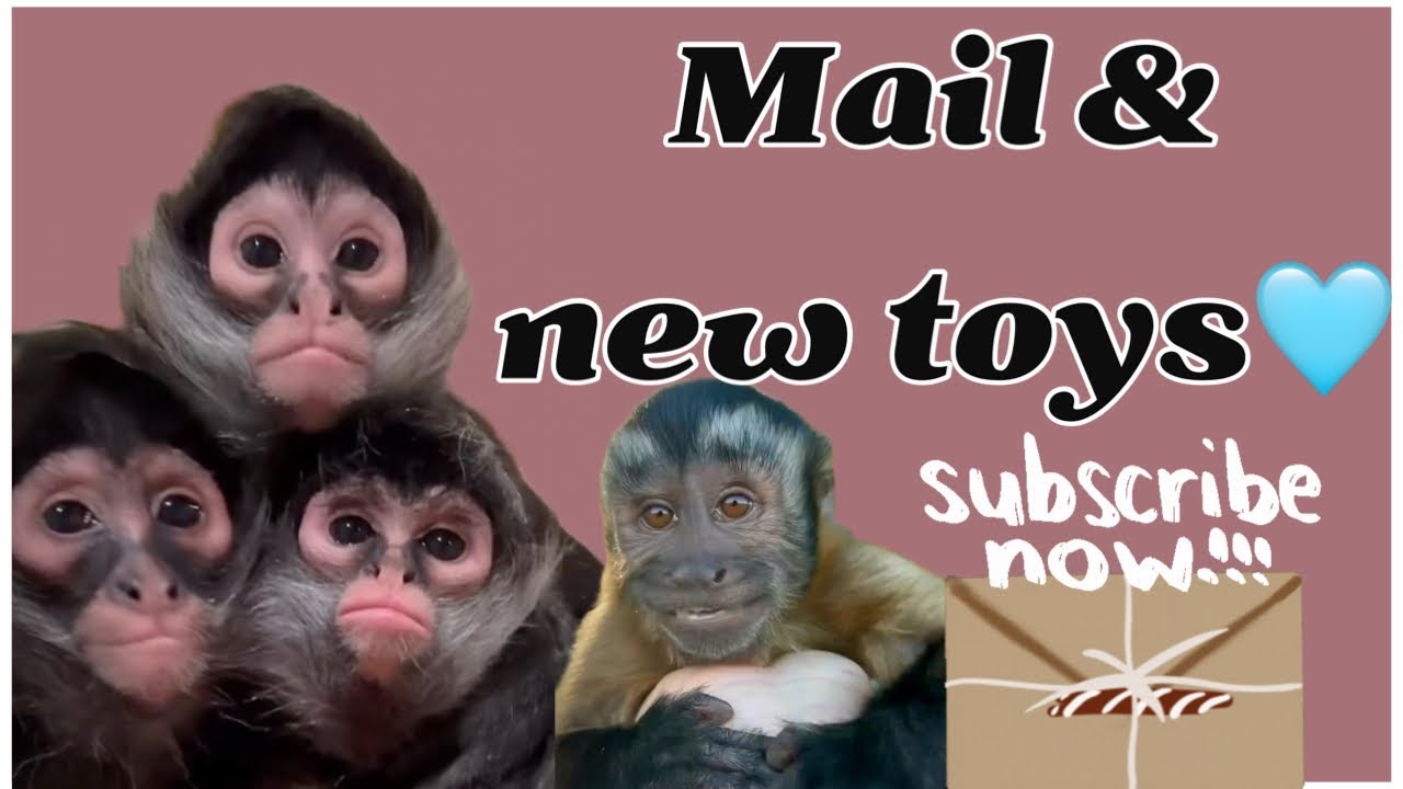 Watch the monkeys first reaction to their mail🐒🩵 #spidermonkey #capuchin