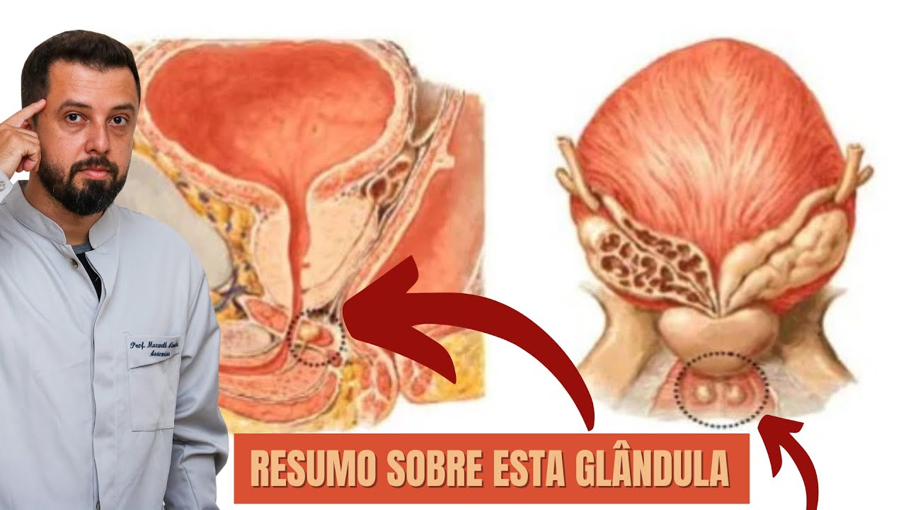 Glândulas Bulbouretrais ou de Cowper | Questão e resumo sobre esta estrutura do Reprodutor Masculino