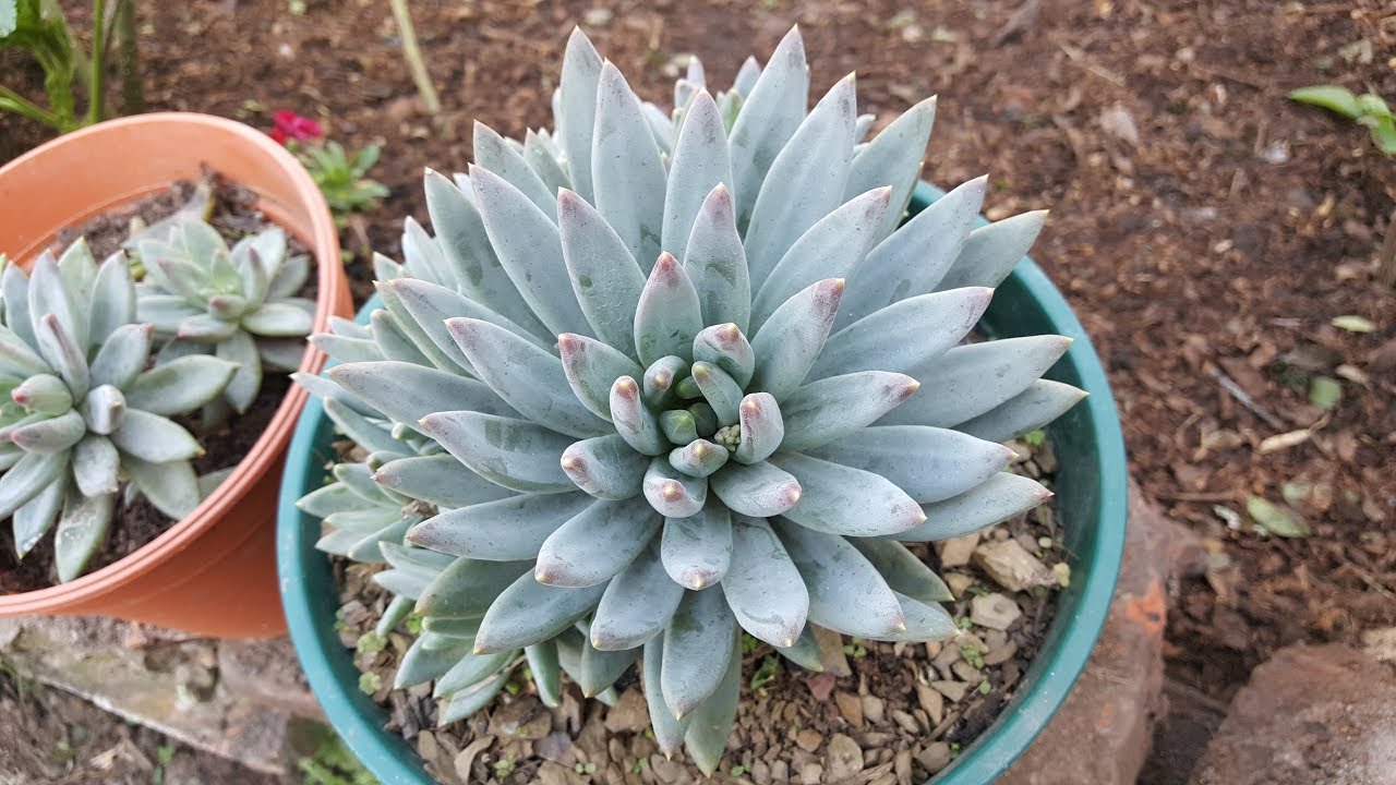 Cuidados de la Pachyveria bea / Little Jewel / Pequeña Joya