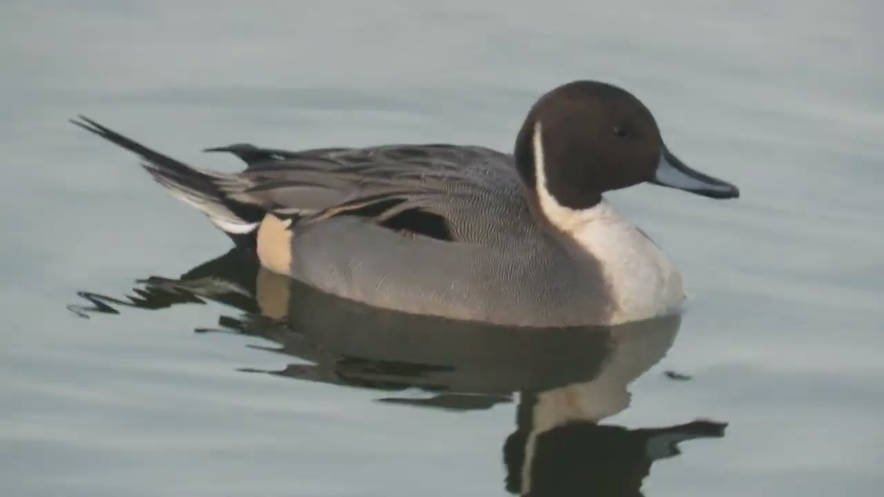 Rożeniec (Anas acuta) zalew Borki Radom