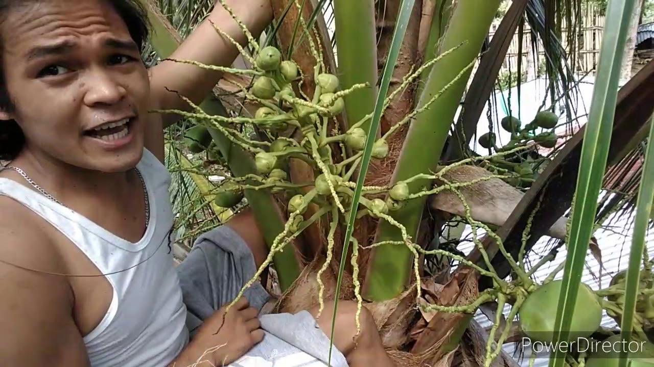 Part 1 How to make coconut wine step by step