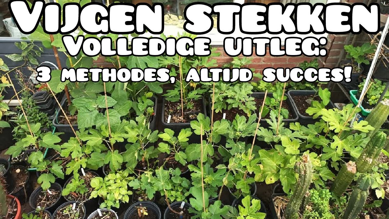 Vijgen Stekken: Volledige Uitleg 3 Bewezen Methodes!