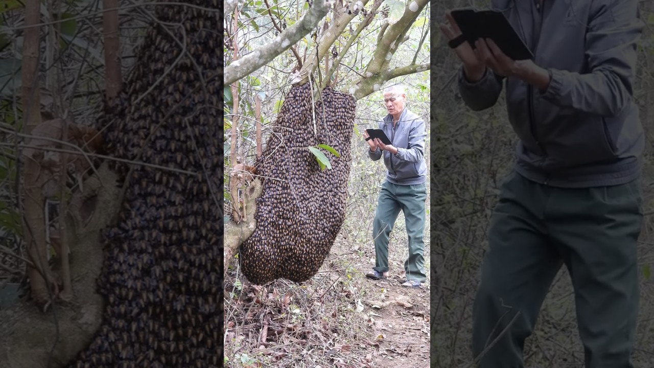 What do you know about honey bees? - Marvel at the giant honey bee nest 😲🐝 | Tropical Forest Bees