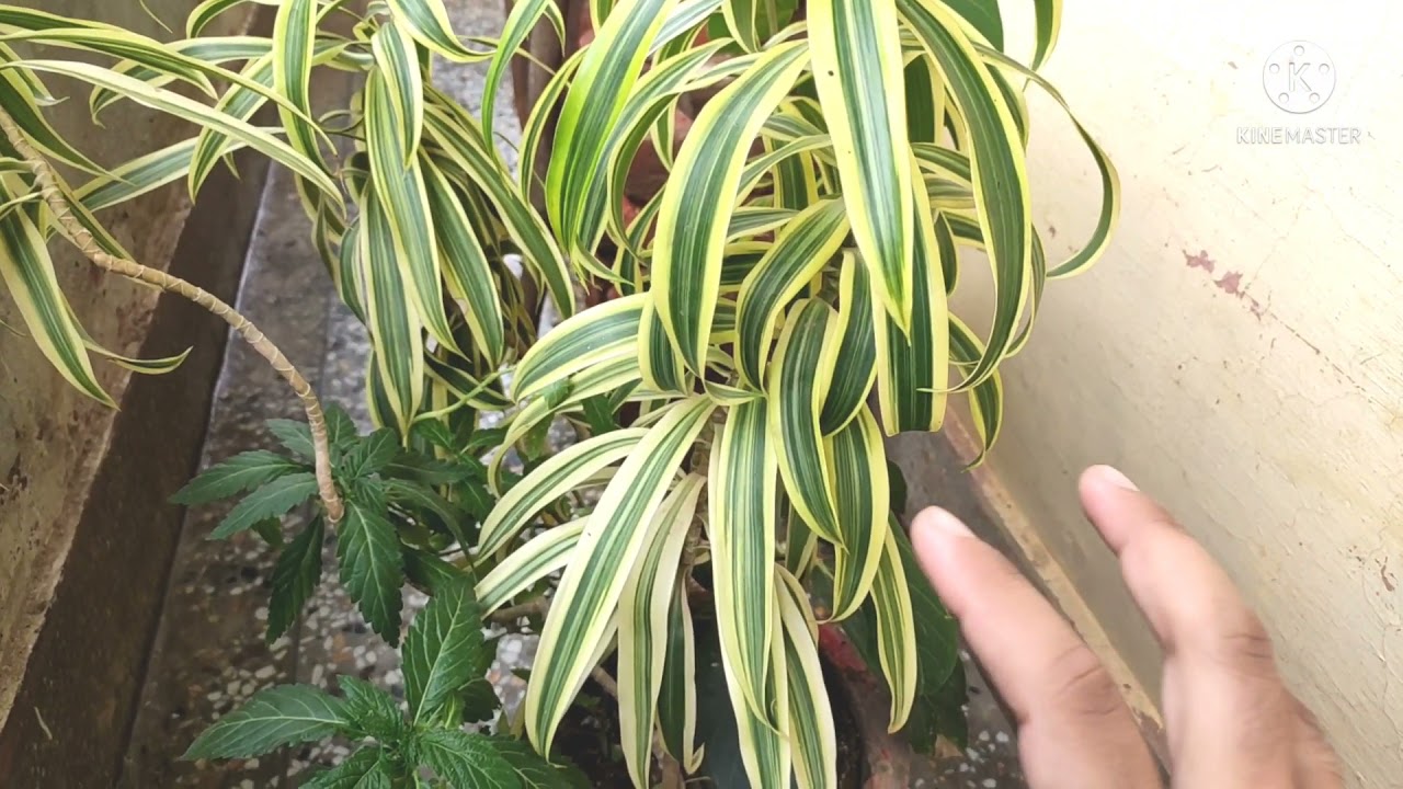 Dracaena Reflexa||Song Of India|| Full Plant Care Tips||How to Grow Care & Fertilizer In Hindi