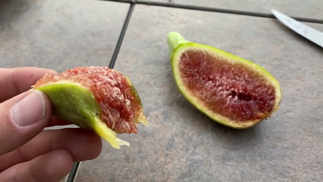 Nordland fig tasting 10/5/2022