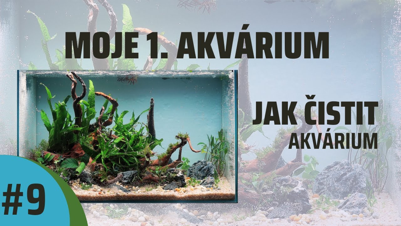 #9 - Jak vyčistit akvárium / Údržba akvária / Nenáročné Akvárium Pro Začátečníky, Bez CO2.