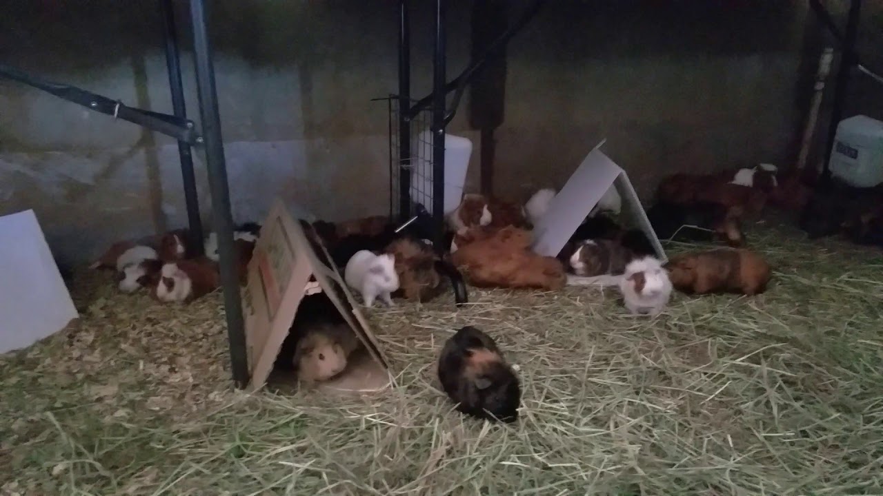 Los Angeles Guinea Pig Rescue & Operation NorCal 700 rescue