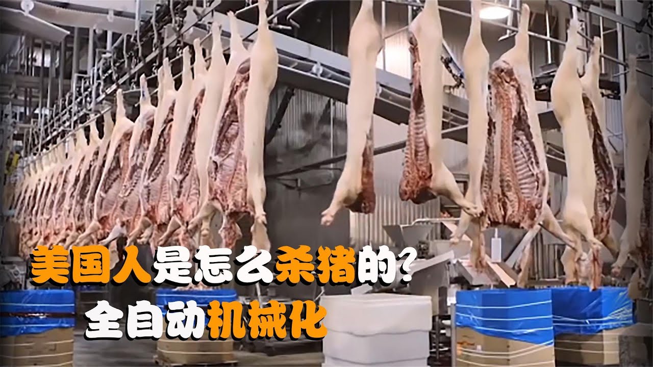 美国人是怎么杀猪的？全自动机械化，怪不得美国猪肉这么便宜