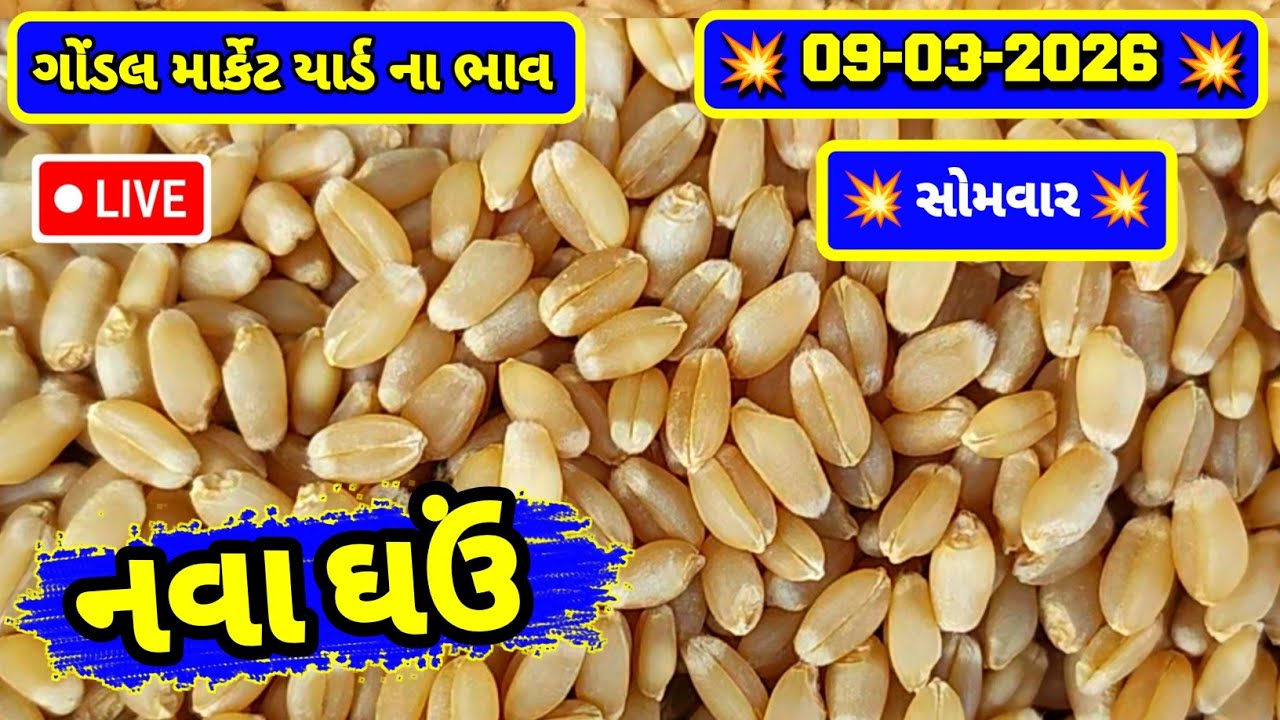 નવા ઘઉં ના ભાવ | 09-03-2026 | ગોંડલ નવા ઘઉંના ભાવ | Wheat Market Price | RJ Gondal Marketing Yard